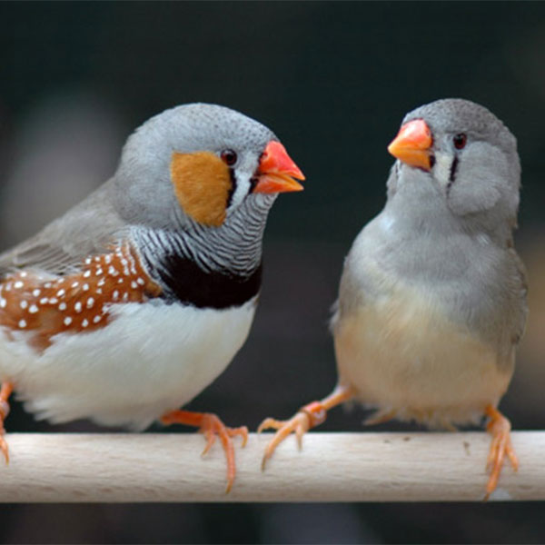 Animal Intelligence: Case studies with birds