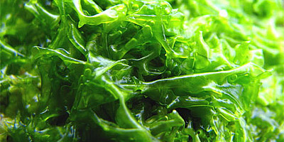 Microalgae: What we do with these small organisms