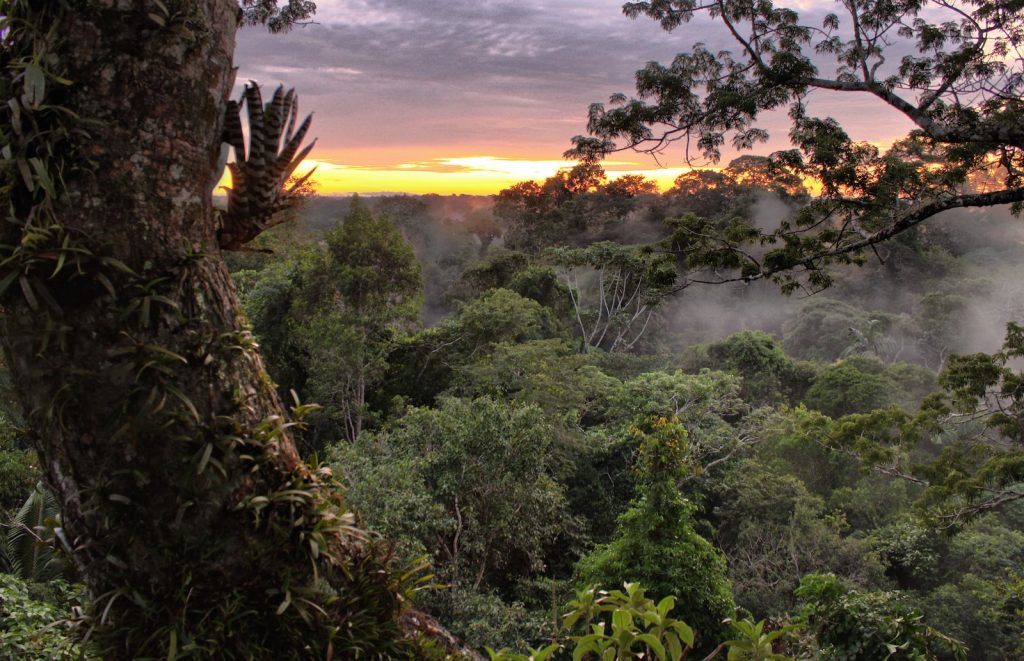 Notas sobre la biología, la diversidad y el dinamismo de los árboles del Parque Nacional Yasuní