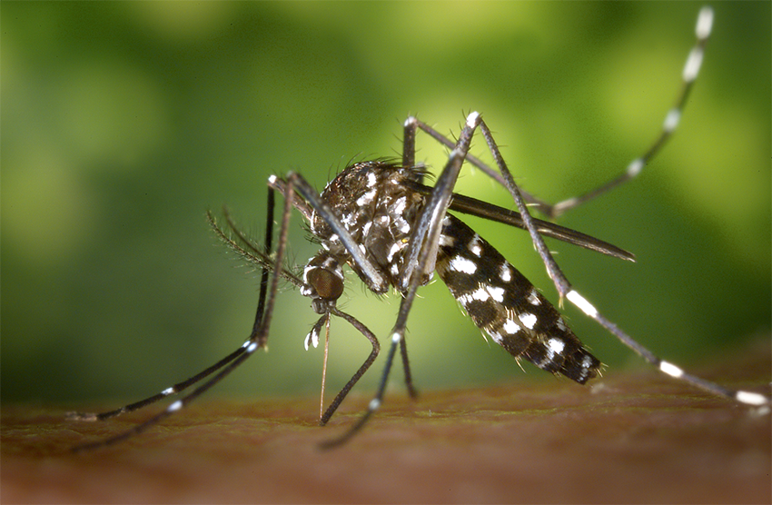 El mosquito Aedes albopictus llega a Ecuador