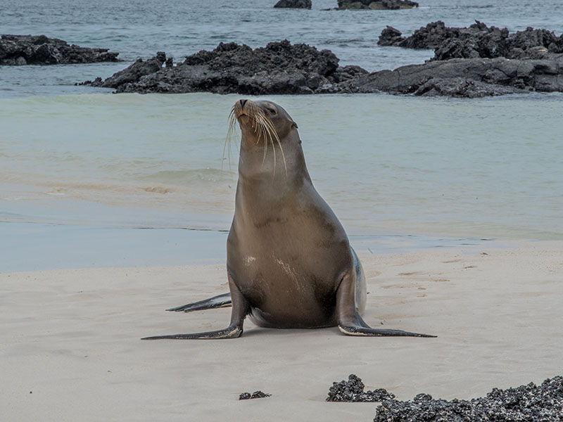 Study in Galapagos establishes 50 priority research questions