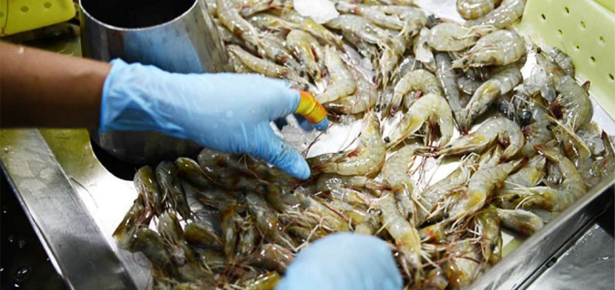 Ecuadorian Universities seek to contribute with the shrimp industry